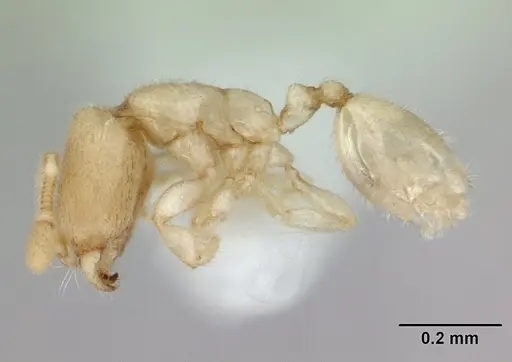 Carebara sangi - CASENT0178738