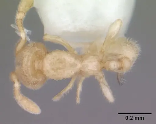 Carebara sangi - CASENT0178739