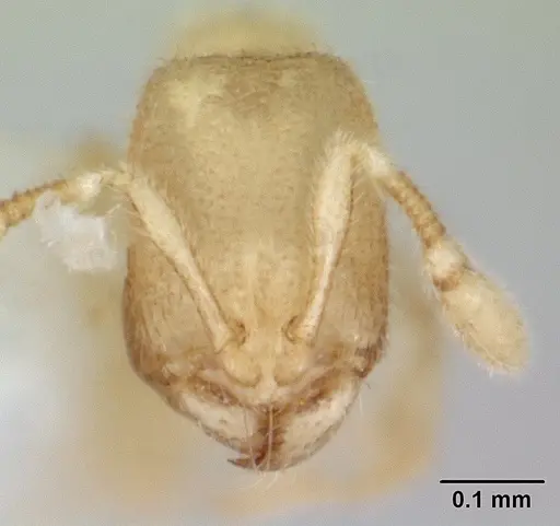 Carebara sangi - CASENT0178739