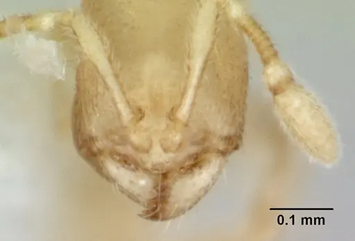 Carebara sangi - CASENT0178739