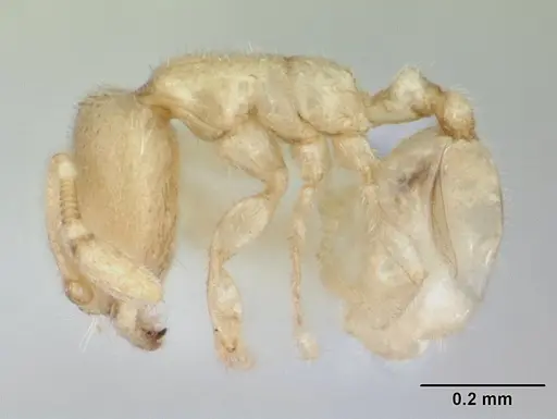 Carebara sangi - CASENT0178739