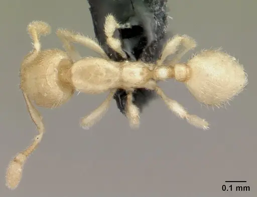 Carebara sangi - CASENT0179534