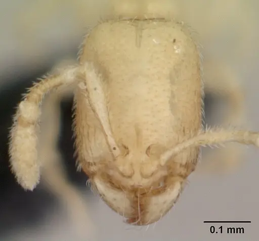 Carebara sangi - CASENT0179534