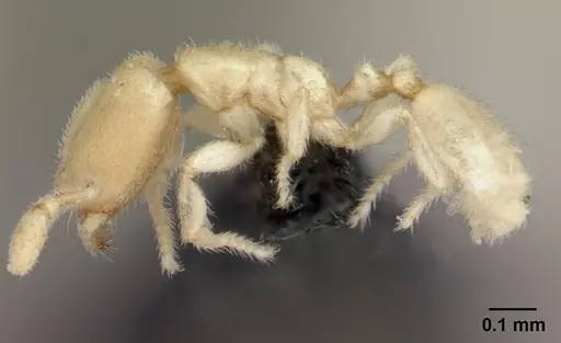 Carebara sangi - CASENT0179534