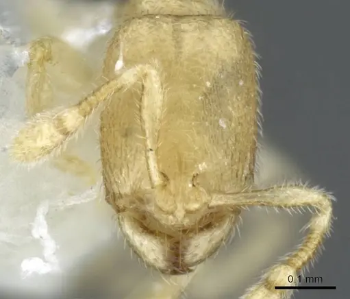 Carebara sangi - CASENT0905888