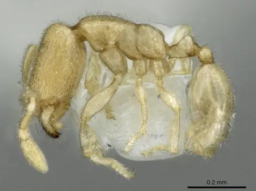 Carebara sangi - CASENT0905888