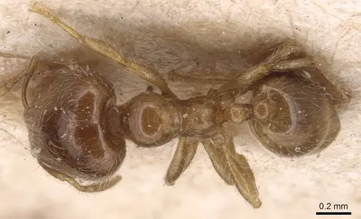 Carebara sarasinorum specimen