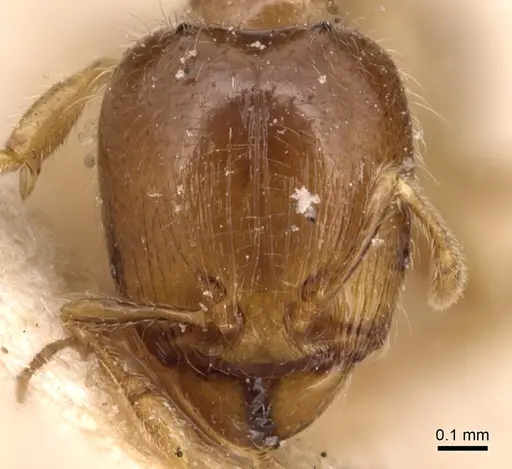 Carebara sarasinorum specimen