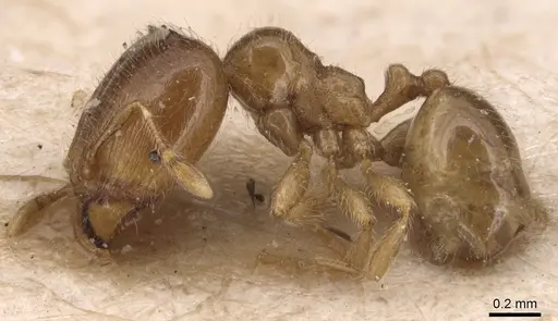 Carebara sarasinorum specimen