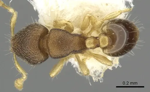Carebara sarita specimen