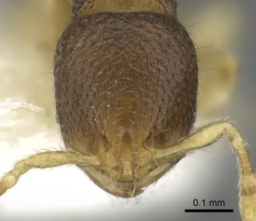 Carebara sarita specimen