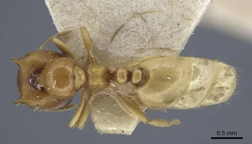 Carebara satana specimen