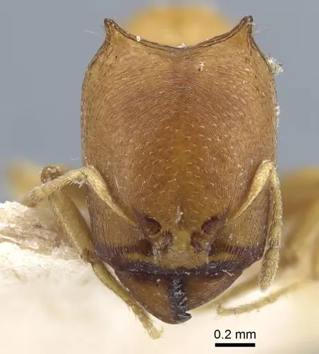 Carebara satana specimen