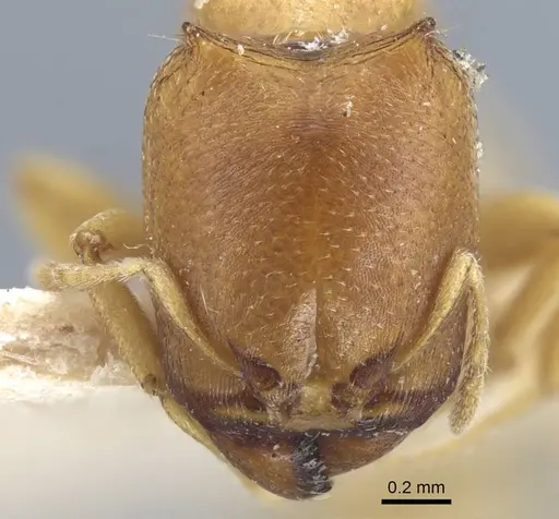 Carebara satana specimen