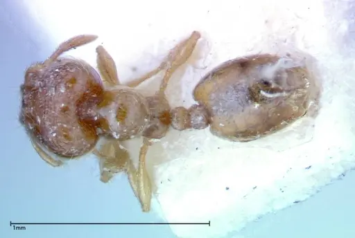 Carebara sauteri specimen