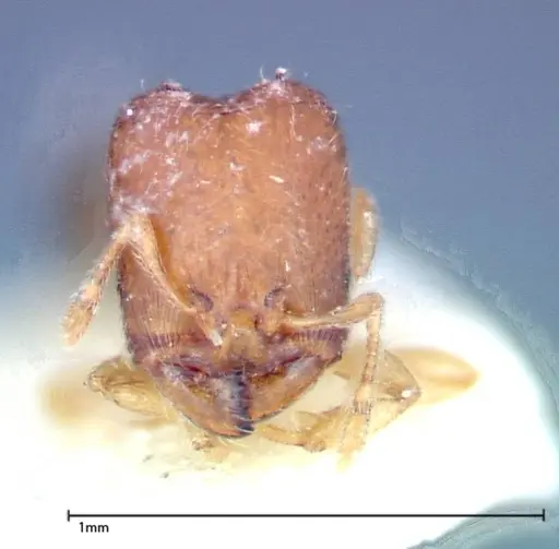 Carebara sauteri specimen