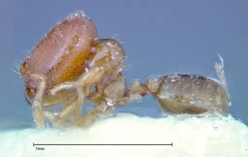 Carebara sauteri specimen