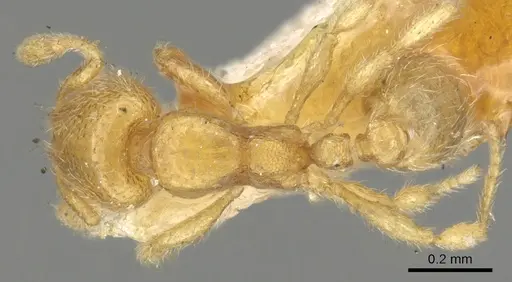 Carebara semilaevis specimen