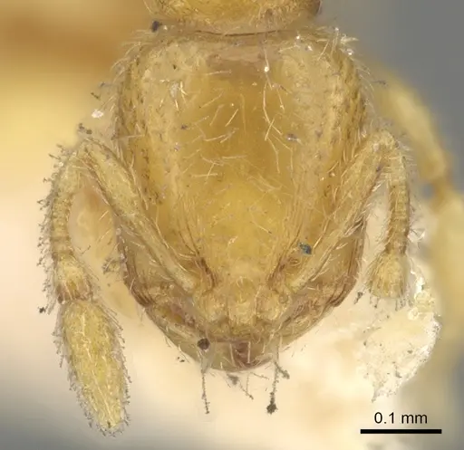Carebara semilaevis specimen