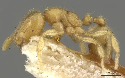 Carebara semilaevis specimen