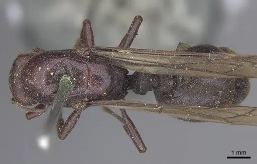 Carebara sicheli specimen