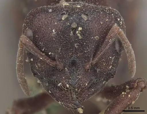 Carebara sicheli specimen