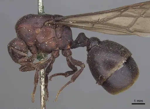 Carebara sicheli specimen