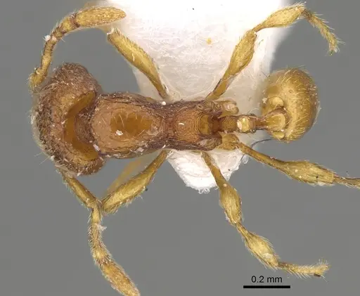 Carebara silvestrii specimen