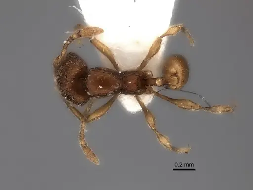 Carebara silvestrii specimen