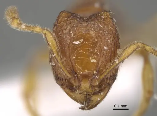 Carebara silvestrii specimen