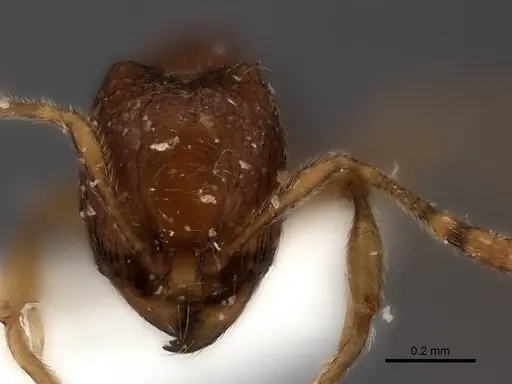 Carebara silvestrii - CASENT0217198