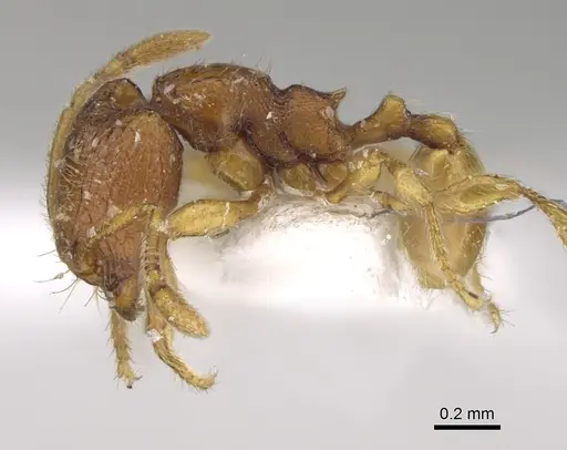 Carebara silvestrii - CASENT0217198