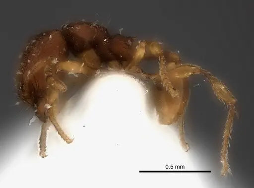 Carebara silvestrii - CASENT0217198