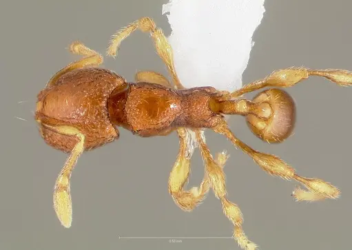 Carebara silvestrii - CASENT0409327