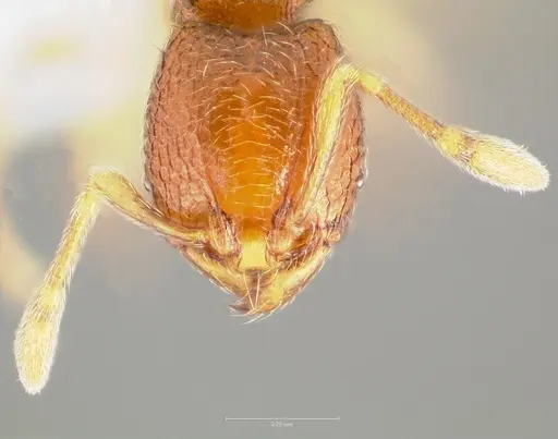 Carebara silvestrii - CASENT0409327