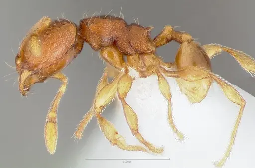 Carebara silvestrii - CASENT0409327