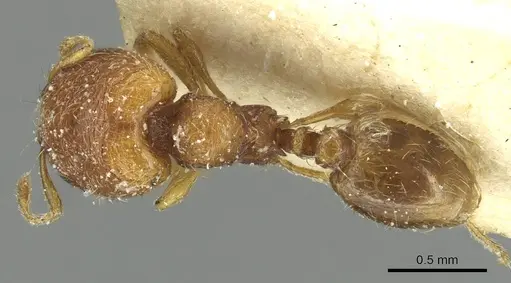 Carebara silvestrii - CASENT0913522