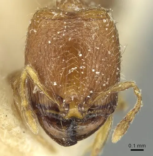 Carebara silvestrii - CASENT0913522