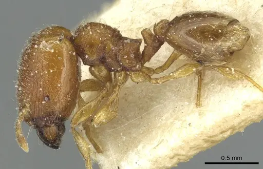 Carebara silvestrii - CASENT0913522