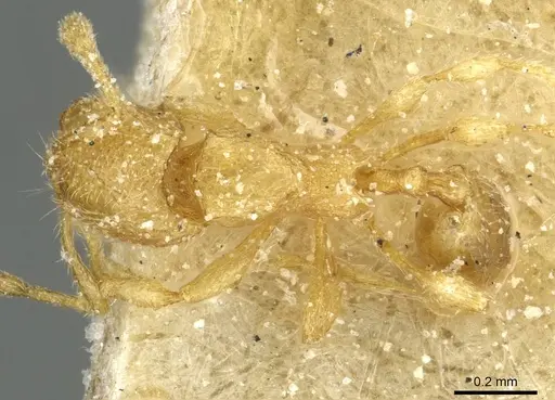 Carebara silvestrii - CASENT0913523