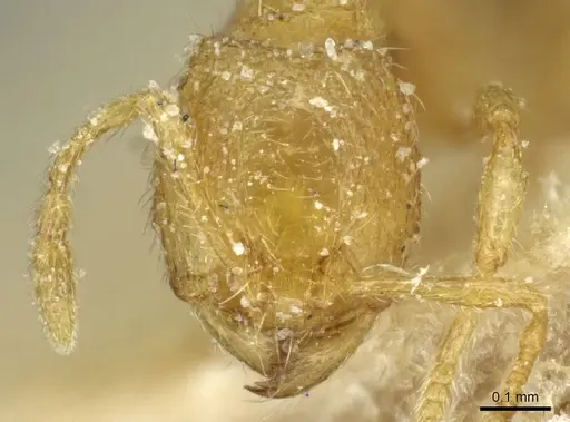 Carebara silvestrii - CASENT0913523