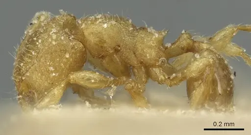 Carebara silvestrii - CASENT0913523