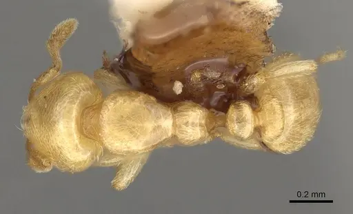 Carebara silvestrii - CASENT0914067