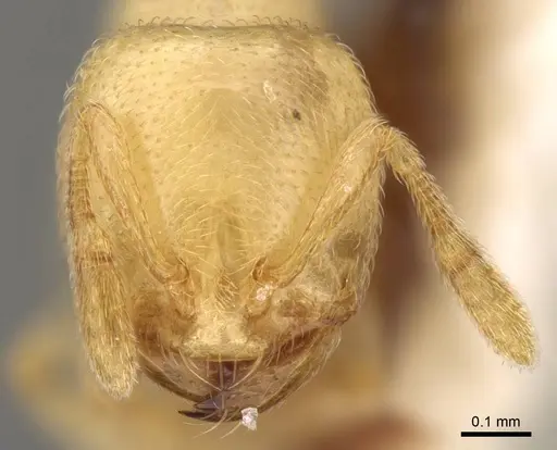 Carebara silvestrii - CASENT0914067