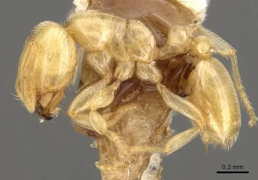 Carebara silvestrii - CASENT0914067