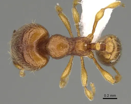 Carebara silvestrii - CASENT0914214