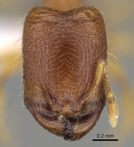 Carebara silvestrii - CASENT0914214