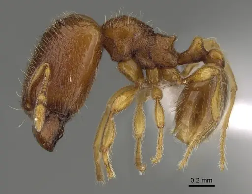 Carebara silvestrii - CASENT0914214