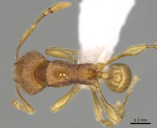 Carebara silvestrii - CASENT0914215