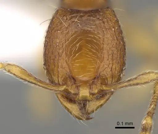 Carebara silvestrii - CASENT0914215